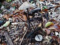 Marasmius alliaceus