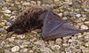 Morcego-de-bigodes