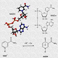 Coenzimas transportadores de electrones: NAD+/NADH