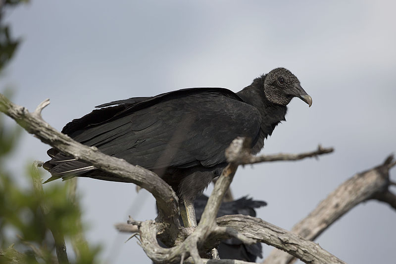 File:NASA Kennedy Wildlife - Black Vulture.jpg