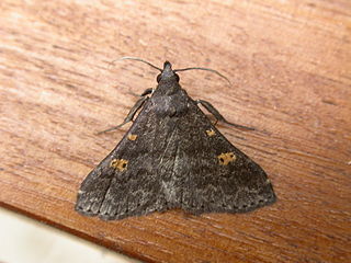 <i>Naarda</i> Genus of moths