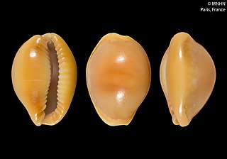 <i>Naria citrina</i> Species of gastropod