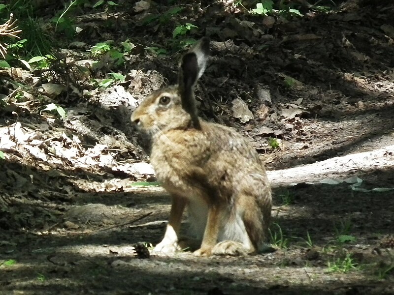 File:Natura 2000, Ostoja Rogalinska (8).jpg