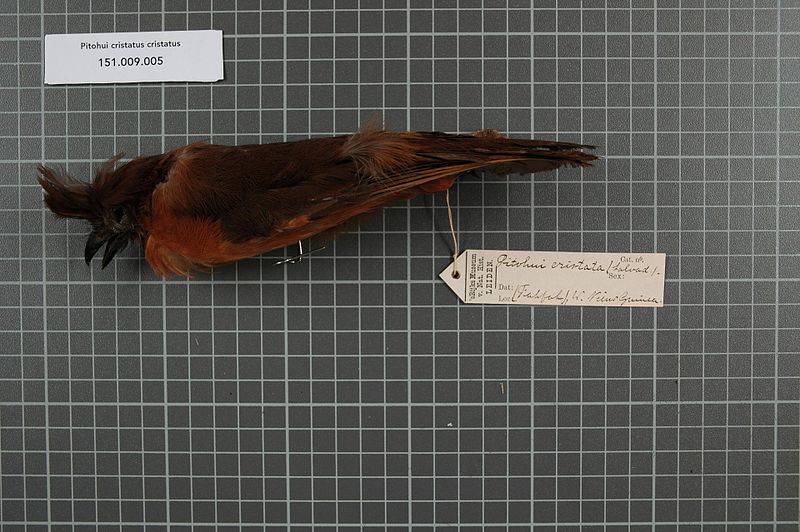 File:Naturalis Biodiversity Center - RMNH.AVES.130863 1 - Pitohui cristatus cristatus (Salvadori, 1875) - Pachycephalidae - bird skin specimen.jpeg