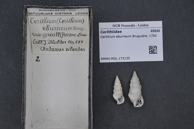 File:Naturalis Biodiversity Center - RMNH.MOL.173135 - Cerithium eburneum Bruguière, 1792 - Cerithiidae - Mollusc shell.jpeg