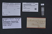 Naturalis Biodiversity Center - ZMA.MOLL.162077 - Opisthostoma decrespignyi Adam, 1865 - Diplommatinidae - Moluska shell.jpeg