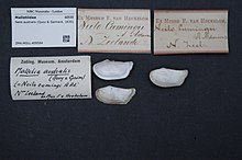 Naturalis Biodiversity Center - ZMA.MOLL.409584 - Neilo australis (Quoy & Gaimard, 1835) - Malletiidae - Mollusc shell.jpeg