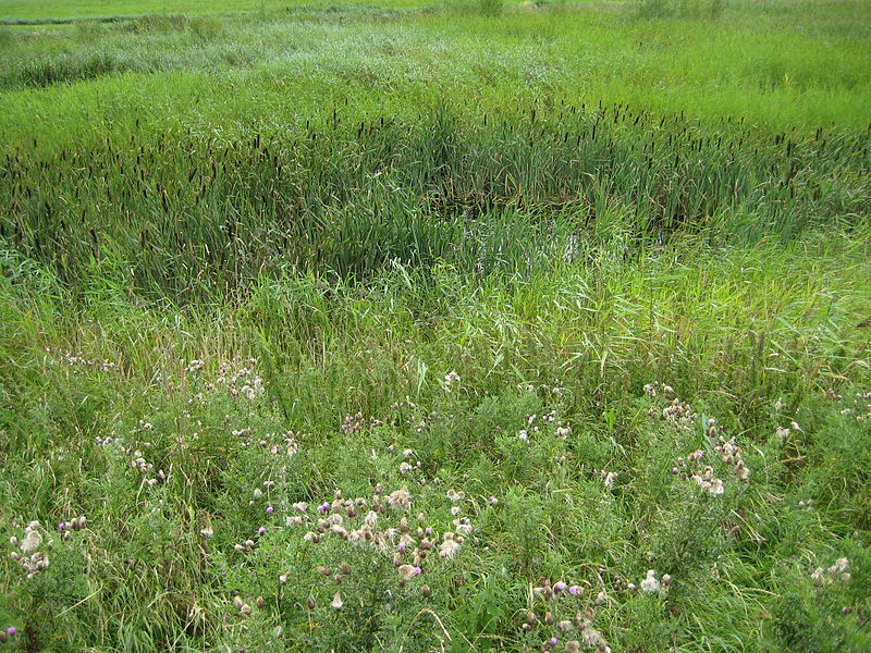 File:Naturerlebnisraum Koldenbütteler Marsch IMG 9486.JPG