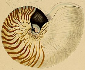 Ilustração da concha de N. stenomphalus, retirada da obra Systematisches Conchylien-Cabinet.