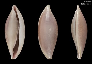 <i>Naviculavolva</i> Genus of gastropods