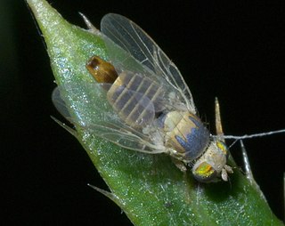 Terelliini Tribe of flies