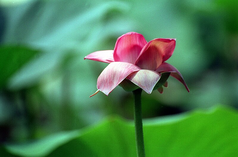 File:Nelumbo nucifera 20020400 8.jpg