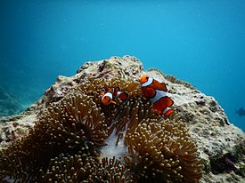 Nemo dan cintanya