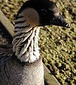 Hawaiian Goose Nēnē State Bird