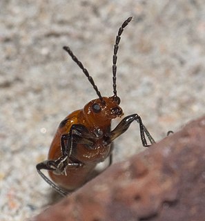 <i>Neolema sexpunctata</i> species of insect