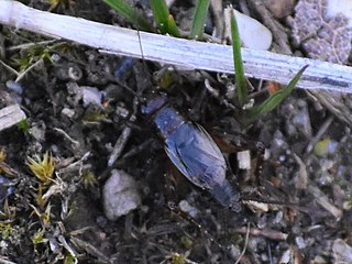 <i>Neonemobius cubensis</i> Species of cricket