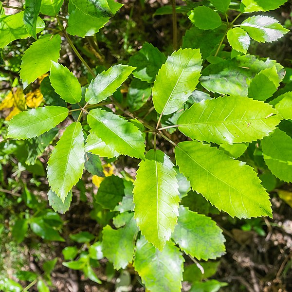 File:Neopanax arboreus in Abel Tasman NP (1).jpg