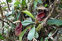 Nepenthes carunculata lower pitchers.jpg