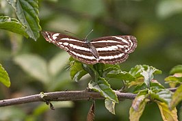 Neptis leucoporos