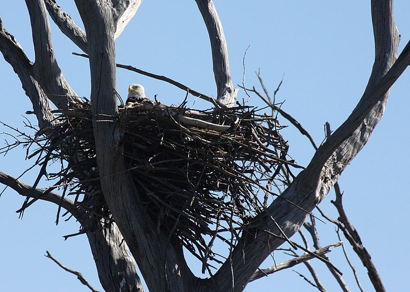 File:Nesting at Longview (13227668254).jpg