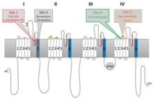 A diagram of the membrane topology of a voltage gated sodium channel protein. Binding sites for different neurotoxins are indicated by color. Saxitoxin is denoted by red. Neurotoxin Sodium Channel Binding Sites.png