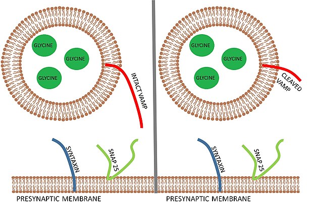 A neurotransmitter-filled vesicle before and after exposure to the tetanus toxin. The cleavage of the VAMP protein by the toxin inhibits vesicle fusion and neurotransmitter release into the synapse.