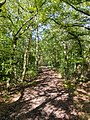 Nine Acre Wood, Welwyn Hatfield