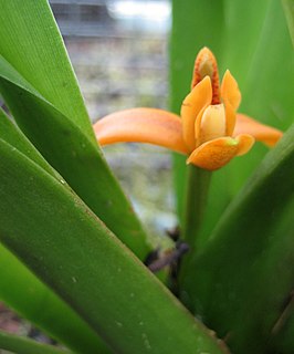 <i>Nitidobulbon</i> Genus of orchids