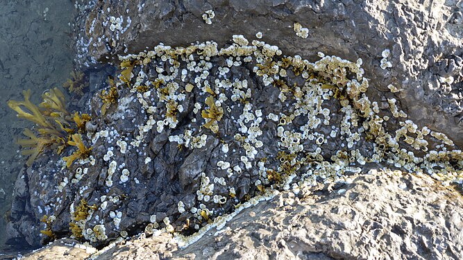 Northern Acorn Barnacles (Semibalanus balanoides)