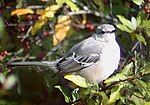 Thumbnail for File:Northern Mockingbird.jpg