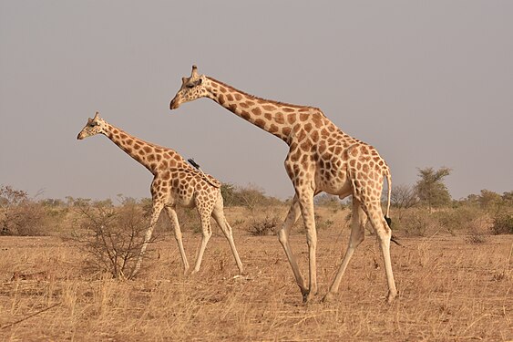Dernière Girafe d'Afrique de l'Ouest - Giraffa camelopardalis peralta. Photograph: Guides Peralta