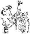 Gomoljasta zlatica. (Ranúnculus bulbósus.) Illustration #31 in: Martin Cilenšek: Naše škodljive rastline, Celovec (1892)
