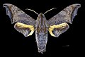 * Nomination Nyceryx riscus - Dorsal side - Male. By User:Archaeodontosaurus --Olivier LPB 08:57, 9 March 2018 (UTC) * Promotion Good quality --Llez 16:30, 9 March 2018 (UTC)