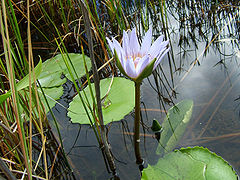 Nymphaea capensis