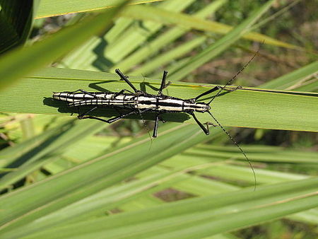 Ocala Ntl Forest 29-03-00N 81-38-50W Oct 1 2006 9.JPG