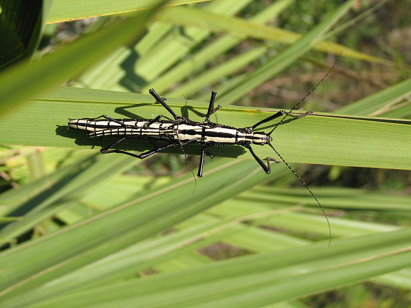 File:Ocala Ntl Forest 29-03-00N 81-38-50W Oct 1 2006 9.JPG