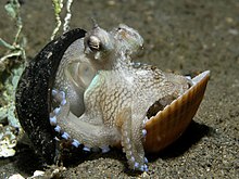 A small octopus (4-5 cm, c. 2-inch diameter) using a nut shell and clam shell as shelter Octopus shell.jpg