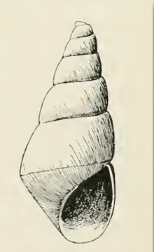 Odostomia raymondi 001.png