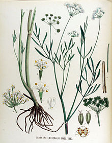 Oenanthe lachenalii — Flora Batava — Volume v17.jpg