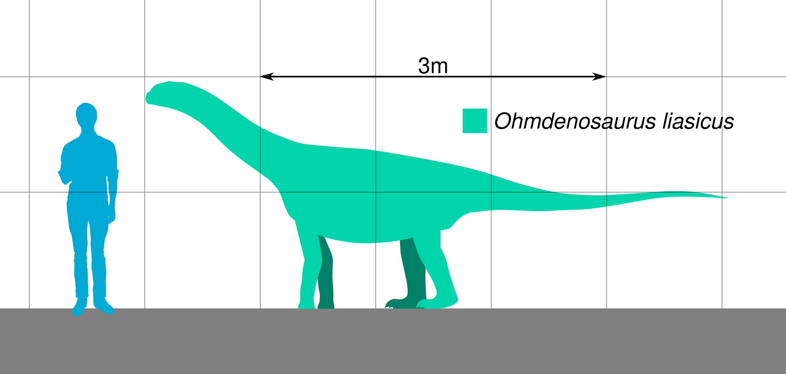 File:Ohmdenosaurus Scale.svg - Wikimedia Commons