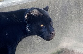 Schwarzer Jaguar