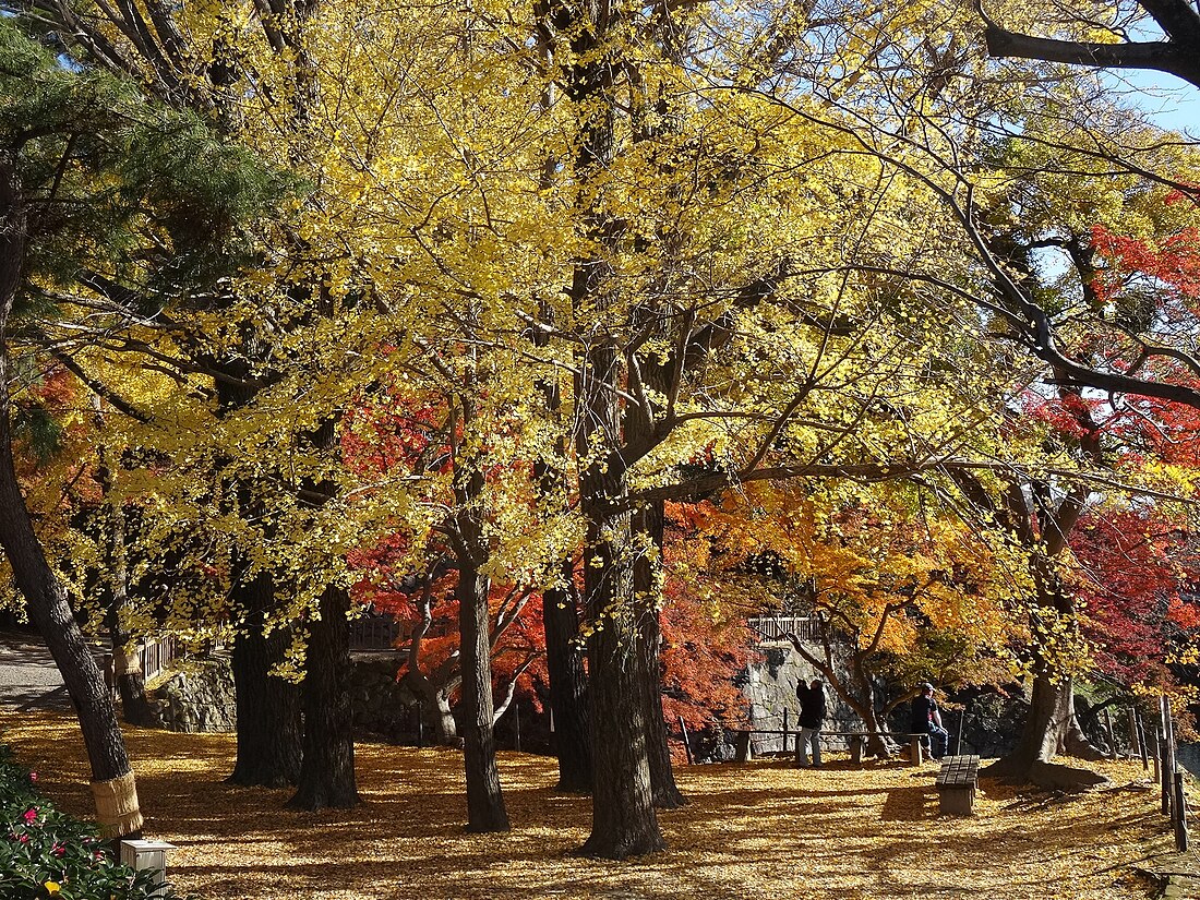 File:Okazaki-Park-Ginkgo-1.jpg