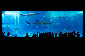 Le bassin Kuroshio de l'aquarium Churaumi d'Okinawa, dans les îles Ryūkyū. (définition réelle 5 862 × 3 912*)