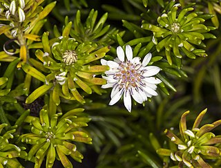 <i>Olearia ballii</i> Species of shrub