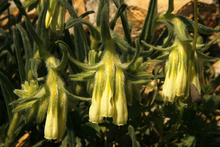 Onosma-canescens-flowers.png