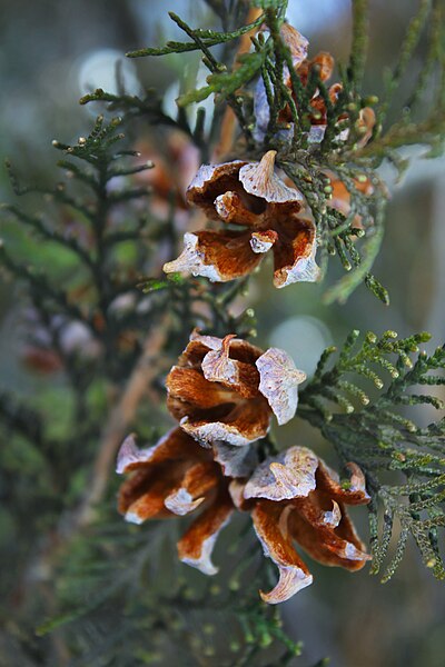 File:Open cones of Platycladus orientalis, cultivated in Armenia.jpg