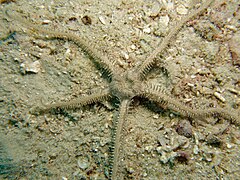 File:Ophiomastix pictum - Watson's Bay 04.jpeg (Category:Echinoderms of Queensland)