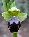 Ophrys fusca Majorque 02.jpg