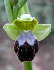 Ophrys fusca Mallorca 02.jpg
