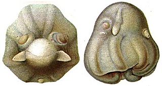 <i>Opisthoteuthis medusoides</i> Species of mollusc